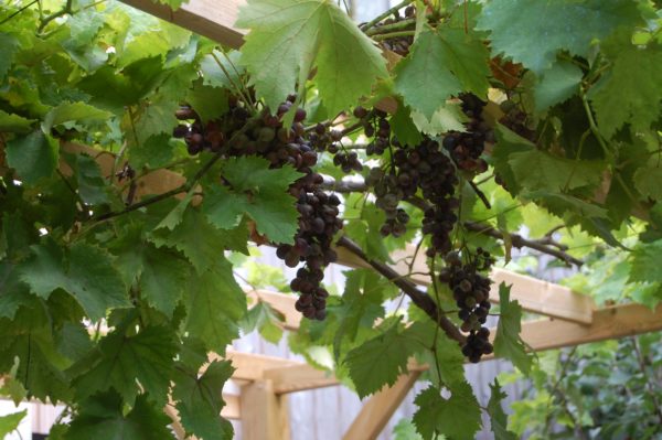 Vigne et raisins