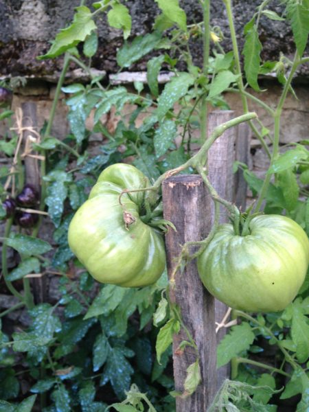 Tomates vertes